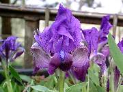 attica Purple